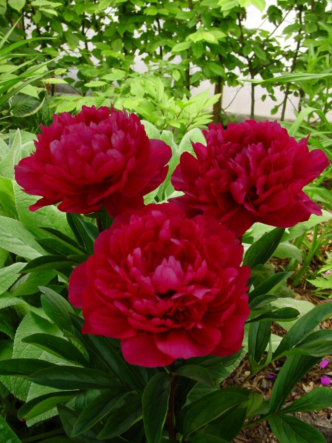 Pivoňka bělokvětá 'Red Magic' - Paeonia lactiflora 'Red Magic'