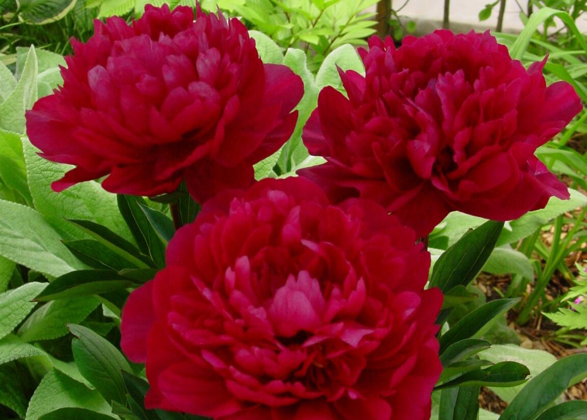 Pivoňka bělokvětá 'Red Magic' - Paeonia lactiflora 'Red Magic'