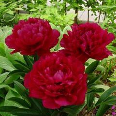 Pivoňka bělokvětá 'Red Magic' - Paeonia lactiflora 'Red Magic'