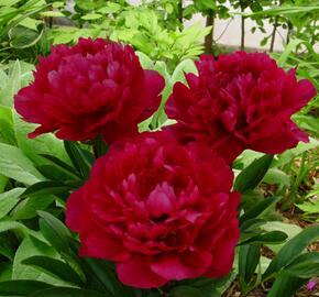 Pivoňka bělokvětá 'Red Magic' - Paeonia lactiflora 'Red Magic'