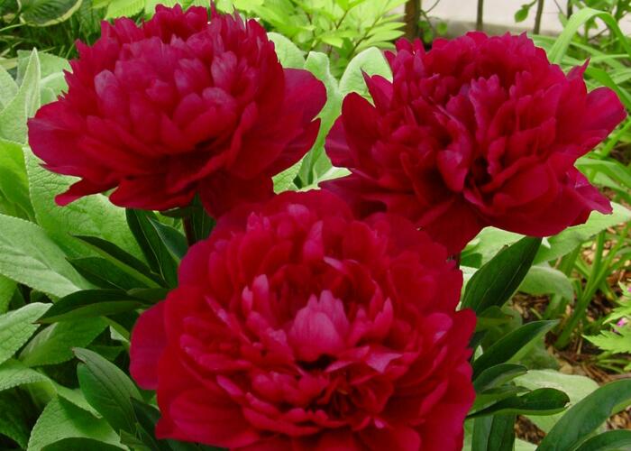 Pivoňka bělokvětá 'Red Magic' - Paeonia lactiflora 'Red Magic'