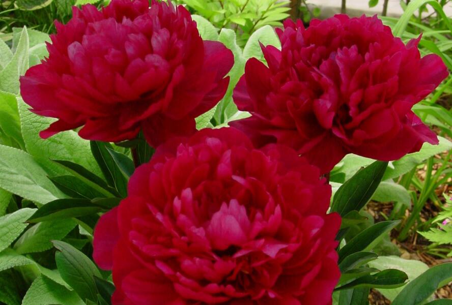 Pivoňka bělokvětá 'Red Magic' - Paeonia lactiflora 'Red Magic'