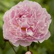 Pivoňka bělokvětá 'Sarah Bernhardt' - Paeonia lactiflora 'Sarah Bernhardt'