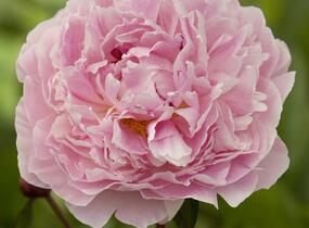 Pivoňka bělokvětá 'Sarah Bernhardt' - Paeonia lactiflora 'Sarah Bernhardt'