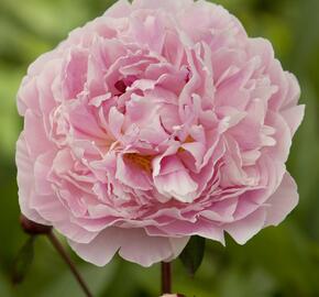 Pivoňka bělokvětá 'Sarah Bernhardt' - Paeonia lactiflora 'Sarah Bernhardt'