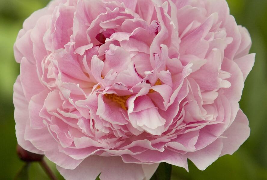 Pivoňka bělokvětá 'Sarah Bernhardt' - Paeonia lactiflora 'Sarah Bernhardt'