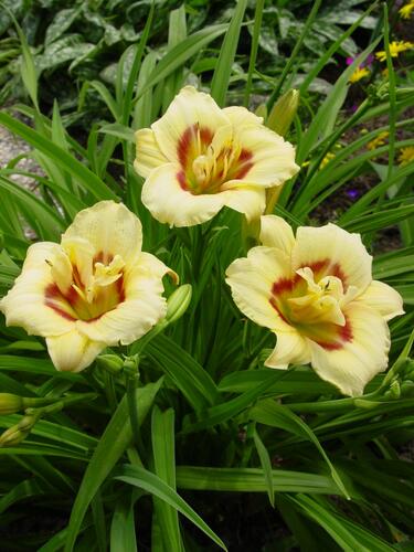 Denivka 'Longfields Angel' - Hemerocallis 'Longfields Angel'