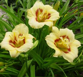 Denivka 'Longfields Angel' - Hemerocallis 'Longfields Angel'