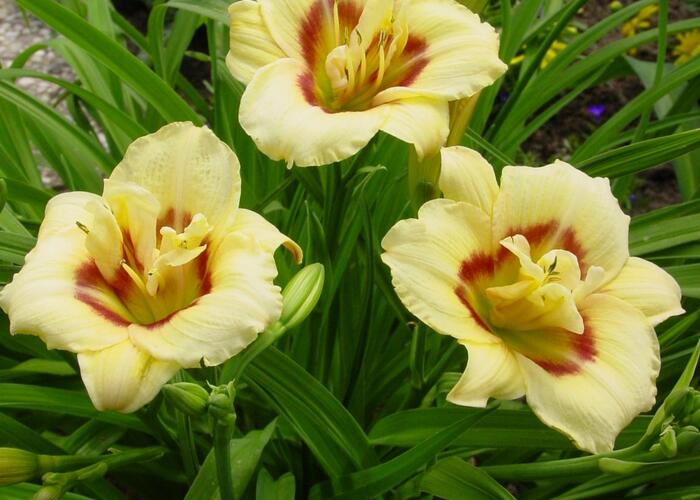Denivka 'Longfields Angel' - Hemerocallis 'Longfields Angel'