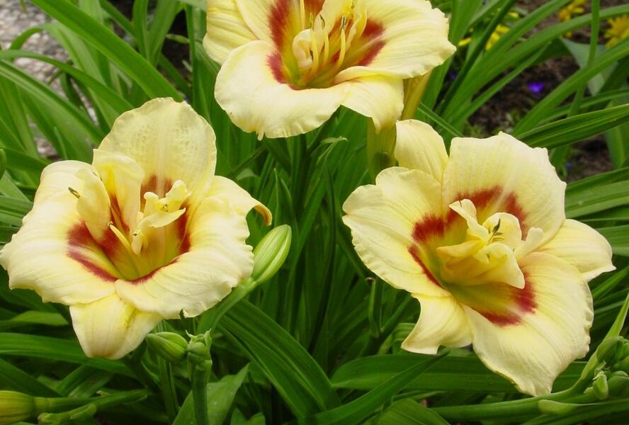 Denivka 'Longfields Angel' - Hemerocallis 'Longfields Angel'