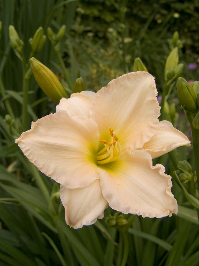 Denivka 'Longfields Beauty' - Hemerocallis 'Longfields Beauty'