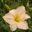 Denivka 'Longfields Beauty' - Hemerocallis 'Longfields Beauty'