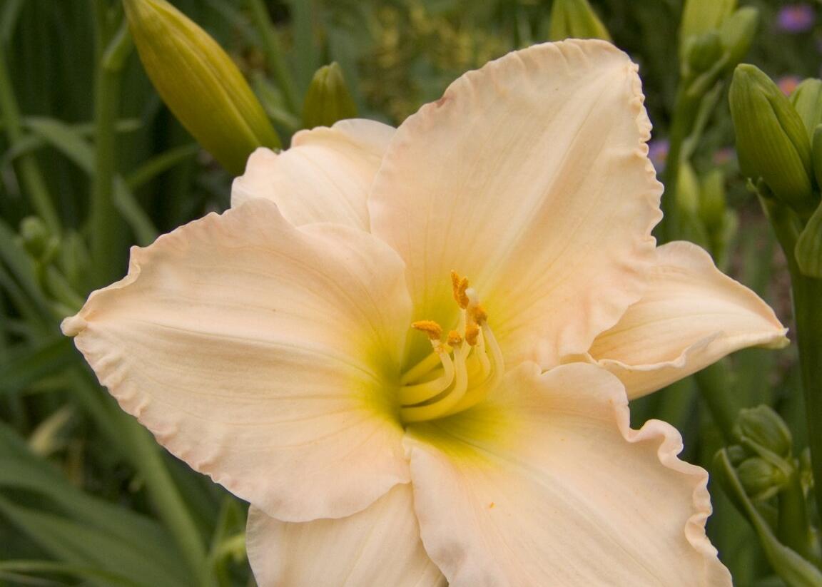 Denivka 'Longfields Beauty' - Hemerocallis 'Longfields Beauty'