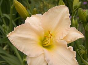 Denivka 'Longfields Beauty' - Hemerocallis 'Longfields Beauty'