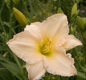 Denivka 'Longfields Beauty' - Hemerocallis 'Longfields Beauty'