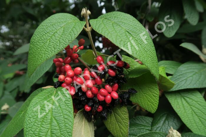 Kalina vrásčitolistá - Viburnum rhytidophyllum