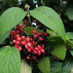 Kalina vrásčitolistá - Viburnum rhytidophyllum