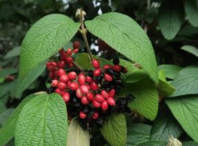 Kalina vrásčitolistá - Viburnum rhytidophyllum