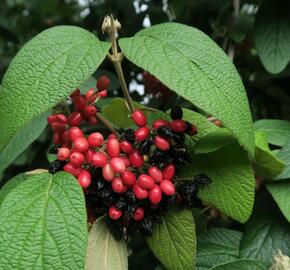 Kalina vrásčitolistá - Viburnum rhytidophyllum