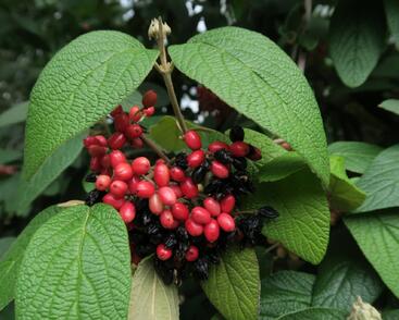 Kalina vrásčitolistá