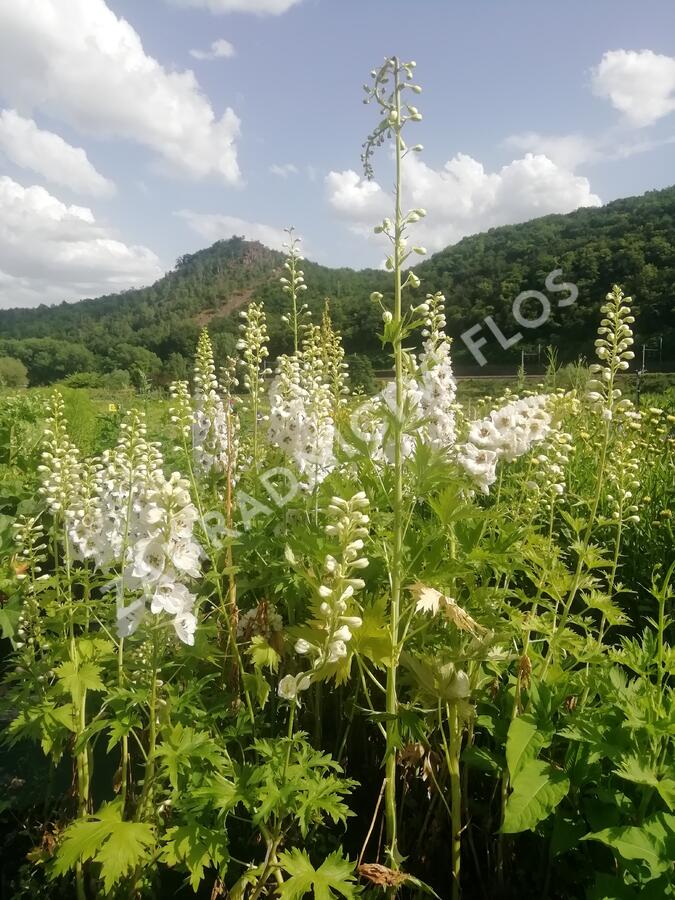 Ostrožka 'White/Dark Bee' - Delphinium Magic Fountain 'White/Dark Bee'