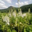 Ostrožka 'White/Dark Bee' - Delphinium Magic Fountain 'White/Dark Bee'