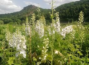 Ostrožka 'White/Dark Bee' - Delphinium Magic Fountain 'White/Dark Bee'