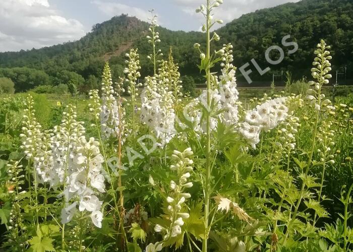 Ostrožka 'White/Dark Bee' - Delphinium Magic Fountain 'White/Dark Bee'