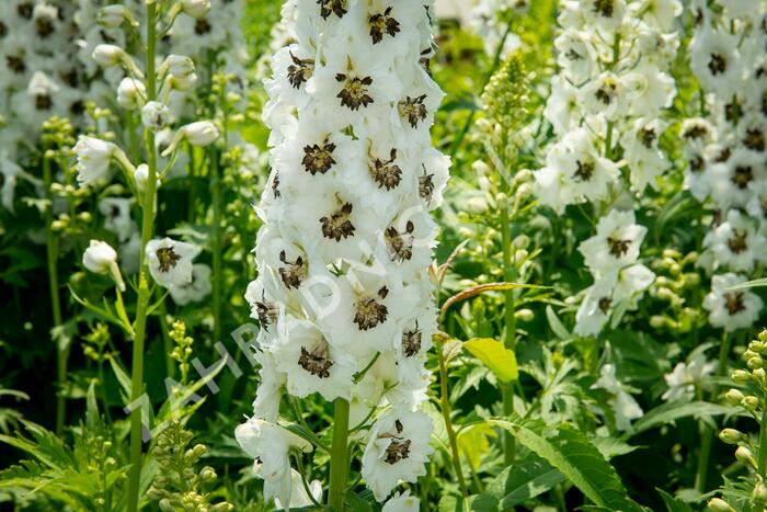 Ostrožka 'White/Dark Bee' - Delphinium Magic Fountain 'White/Dark Bee'