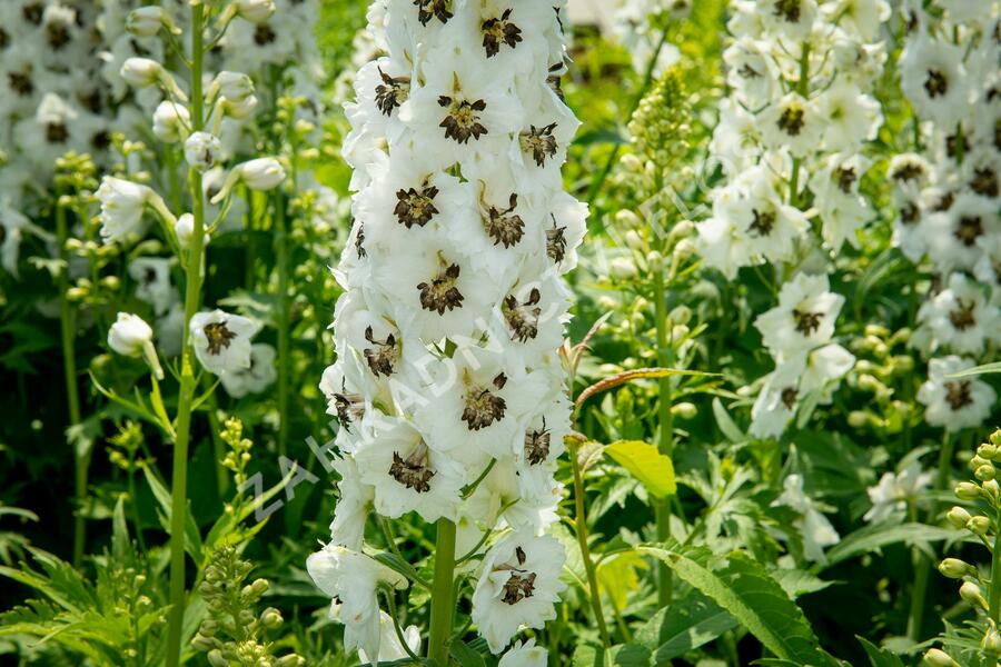 Ostrožka 'White/Dark Bee' - Delphinium Magic Fountain 'White/Dark Bee'