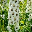 Ostrožka 'White/Dark Bee' - Delphinium Magic Fountain 'White/Dark Bee'