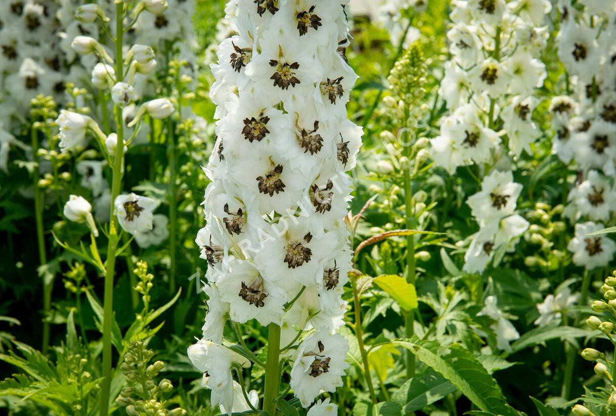Ostrožka 'White/Dark Bee' - Delphinium Magic Fountain 'White/Dark Bee'