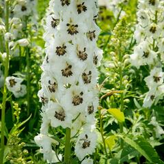 Ostrožka 'White/Dark Bee' - Delphinium Magic Fountain 'White/Dark Bee'