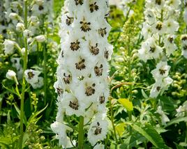 Ostrožka 'White/Dark Bee'