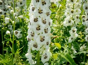 Ostrožka 'White/Dark Bee' - Delphinium Magic Fountain 'White/Dark Bee'