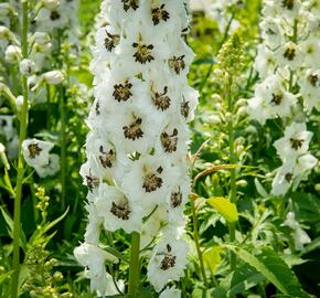 Ostrožka 'White/Dark Bee' - Delphinium Magic Fountain 'White/Dark Bee'