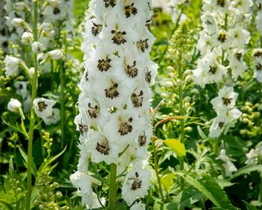 Ostrožka 'White/Dark Bee'