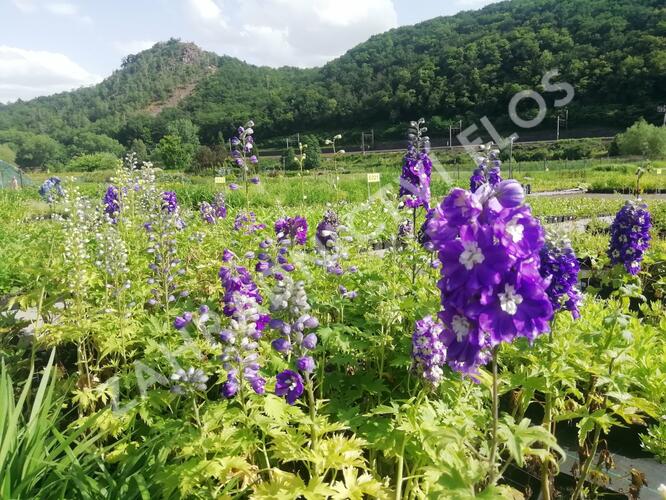 Ostrožka 'Dark Blue/White Bee' - Delphinium Magic Fountain 'Dark Blue/White Bee'