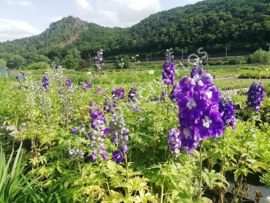 Ostrožka 'Dark Blue/White Bee' - Delphinium Magic Fountain 'Dark Blue/White Bee'