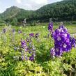 Ostrožka 'Dark Blue/White Bee' - Delphinium Magic Fountain 'Dark Blue/White Bee'