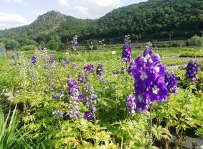 Ostrožka 'Dark Blue/White Bee' - Delphinium Magic Fountain 'Dark Blue/White Bee'