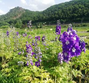 Ostrožka 'Dark Blue/White Bee' - Delphinium Magic Fountain 'Dark Blue/White Bee'