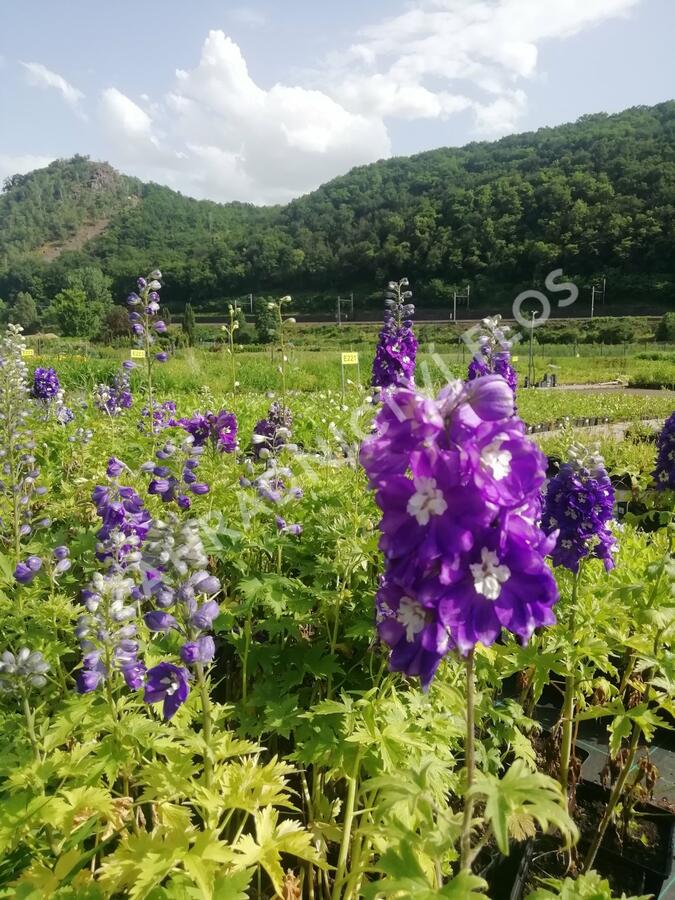 Ostrožka 'Dark Blue/White Bee' - Delphinium Magic Fountain 'Dark Blue/White Bee'