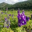 Ostrožka 'Dark Blue/White Bee' - Delphinium Magic Fountain 'Dark Blue/White Bee'