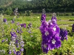 Ostrožka 'Dark Blue/White Bee' - Delphinium Magic Fountain 'Dark Blue/White Bee'