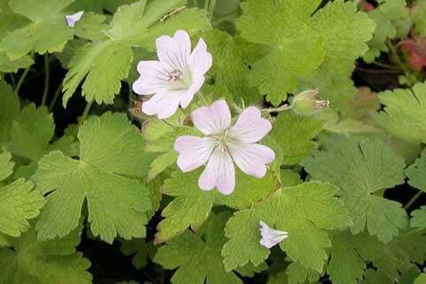 Kakost Renardův 'Chantilly' - Geranium renardii 'Chantilly'