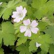 Kakost Renardův 'Chantilly' - Geranium renardii 'Chantilly'