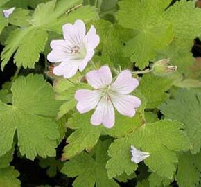 Kakost Renardův 'Chantilly' - Geranium renardii 'Chantilly'