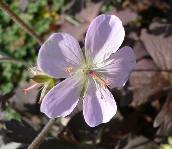 Kakost skvrnitý 'Espresso' - Geranium maculatum 'Espresso'