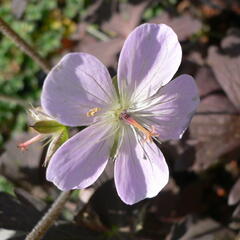 Kakost skvrnitý 'Espresso' - Geranium maculatum 'Espresso'